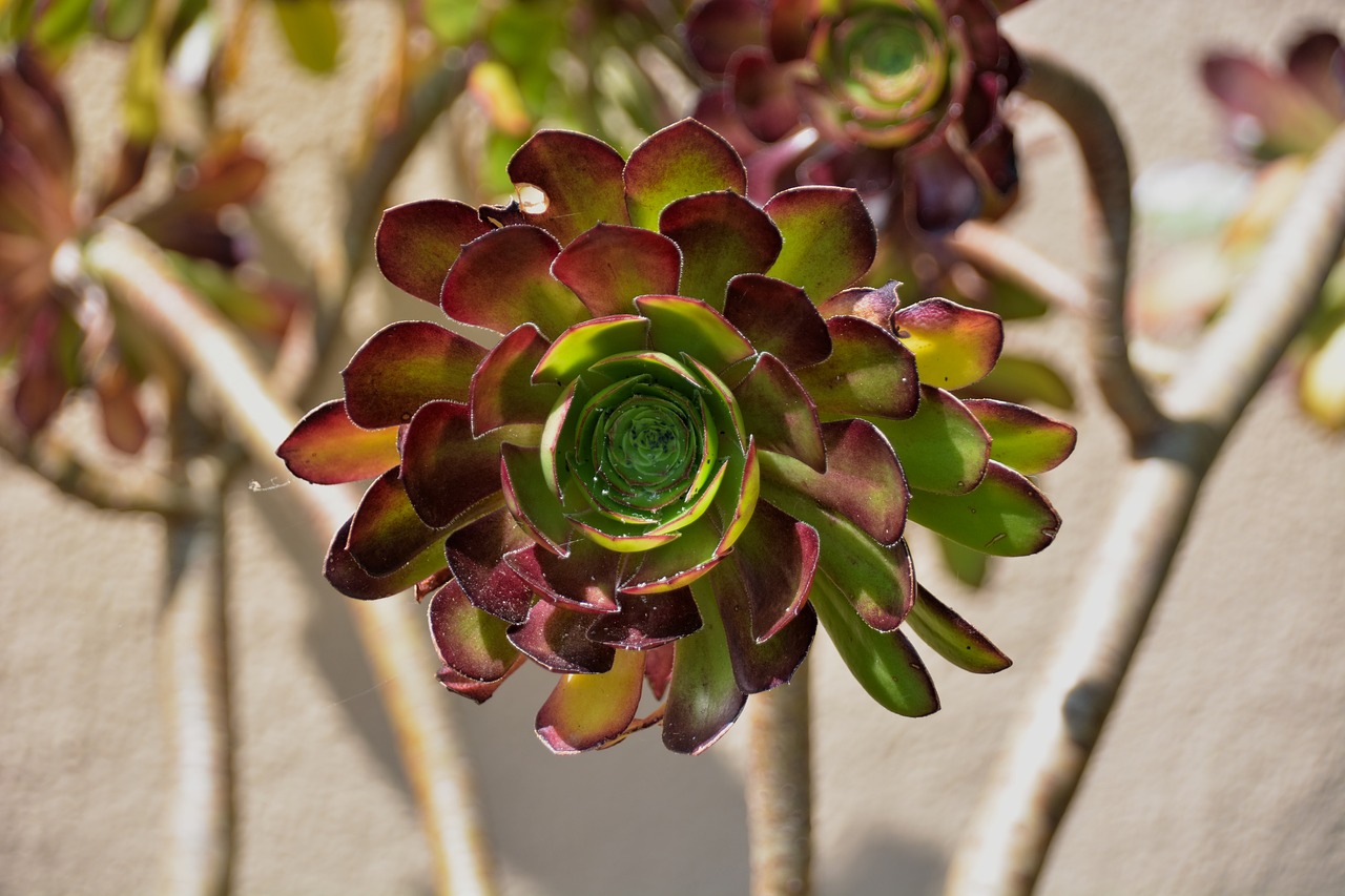 succulent botany green free photo