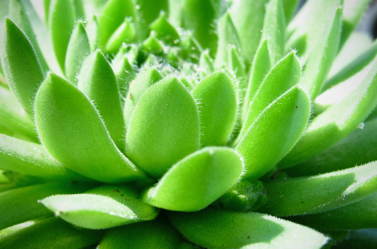 succulent green plant free photo