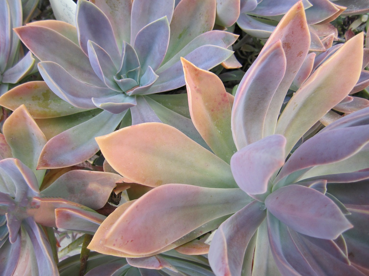 succulent cactus plant free photo