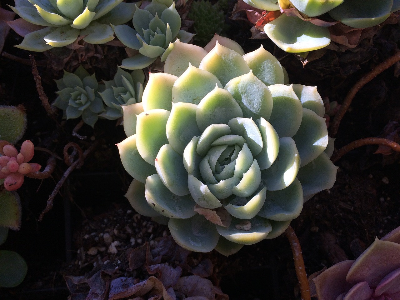 succulent shadows plant free photo