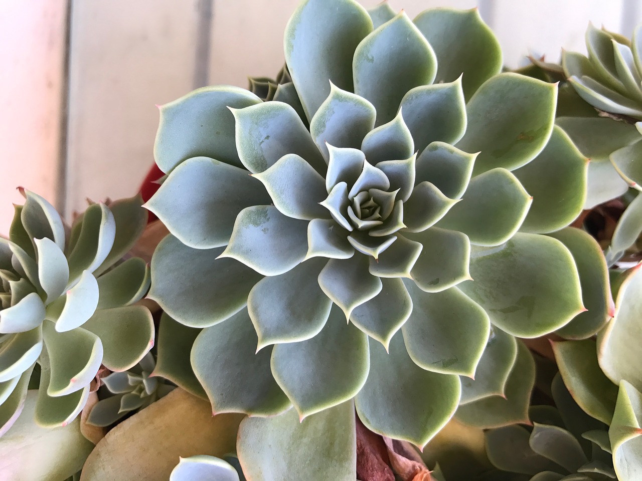 succulent plant cactus free photo