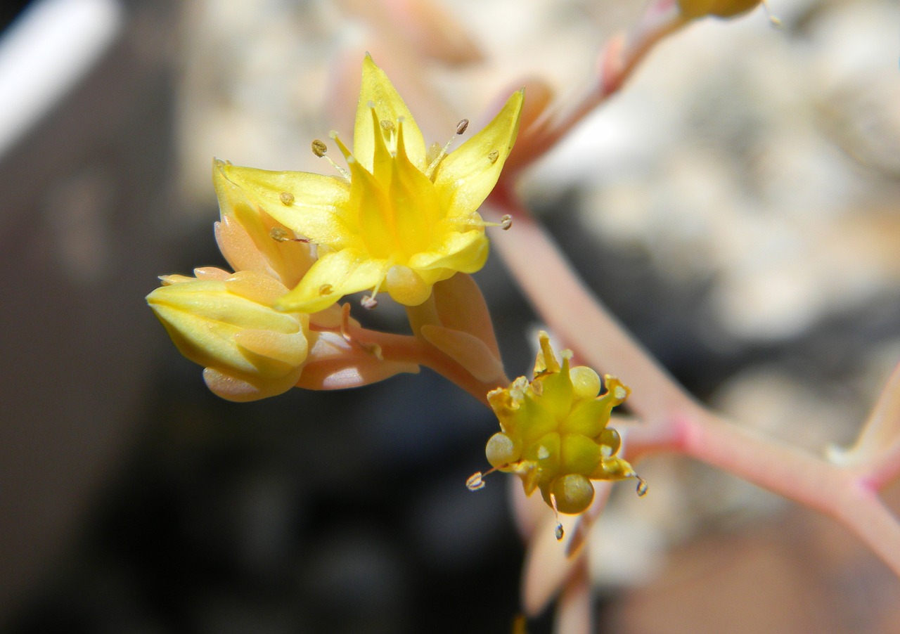 succulent succulent flower flower free photo