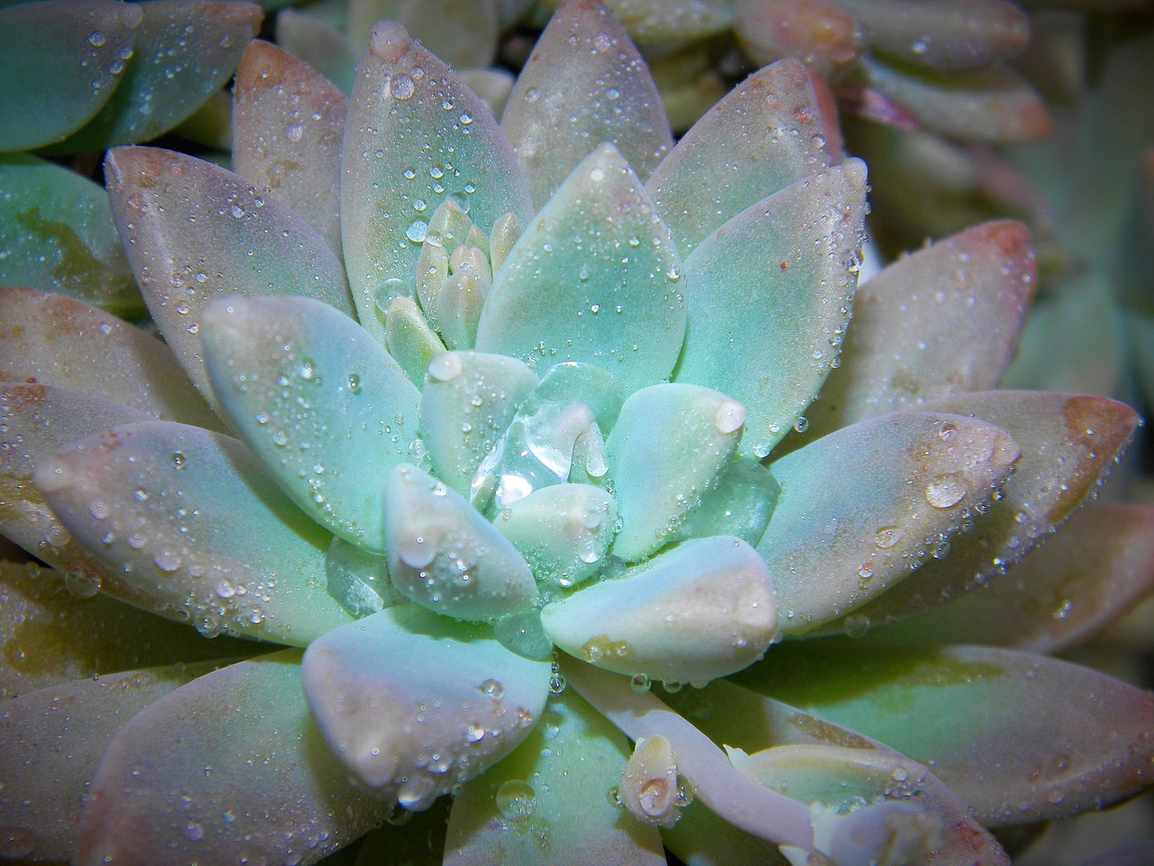 succulent plant nature free photo