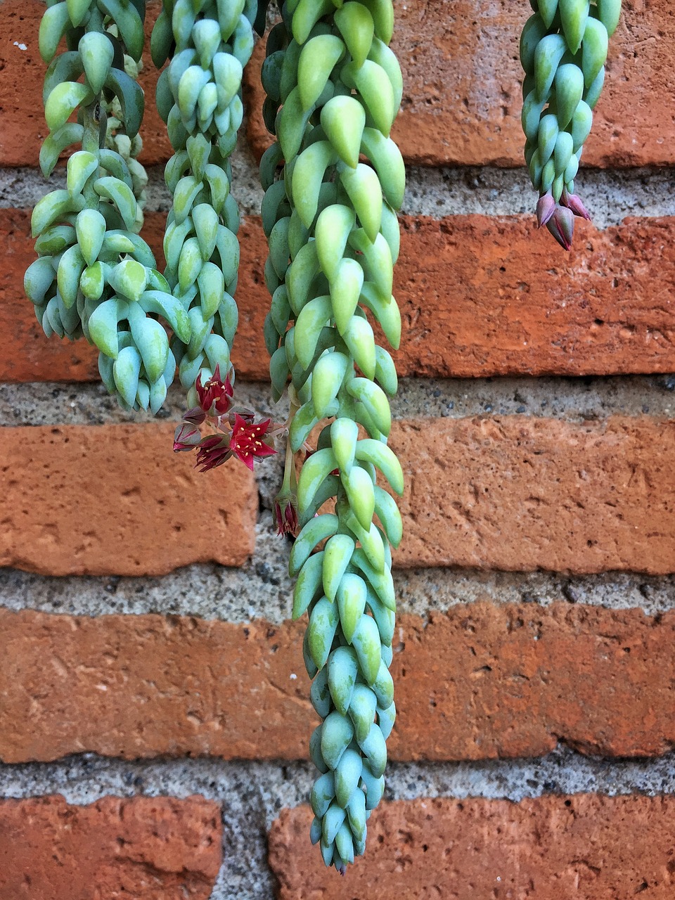 succulent house garden free photo