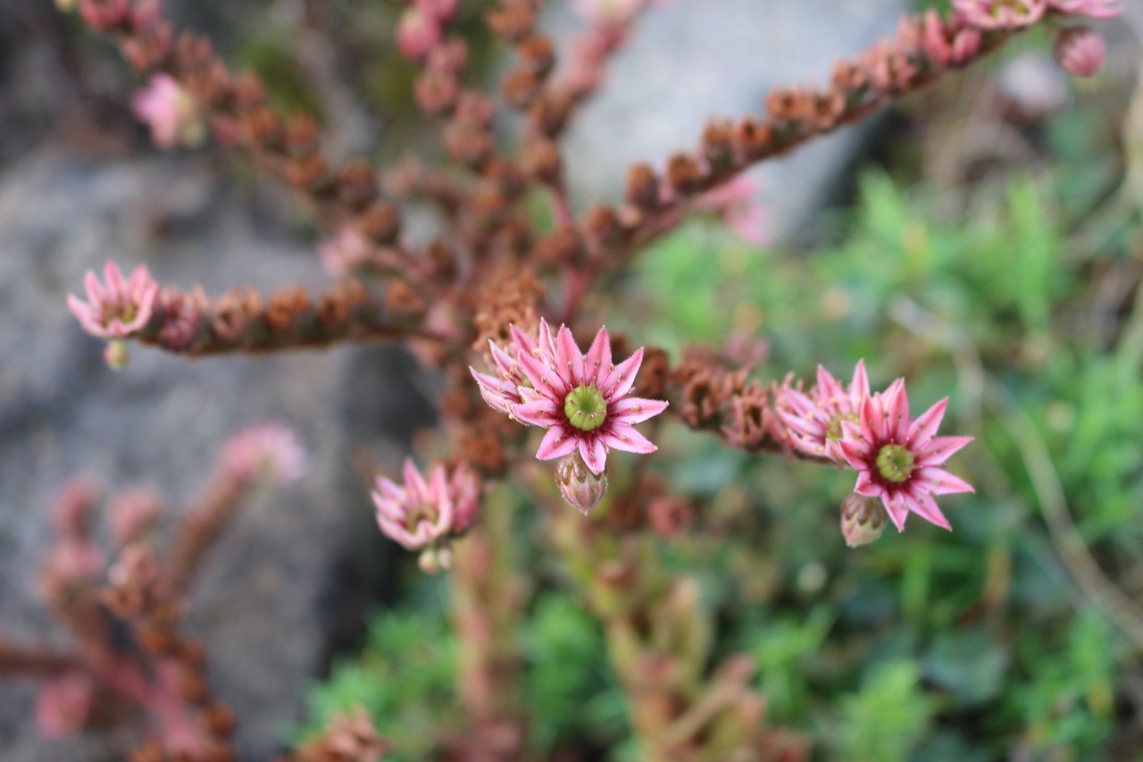 succulent plant flora free photo