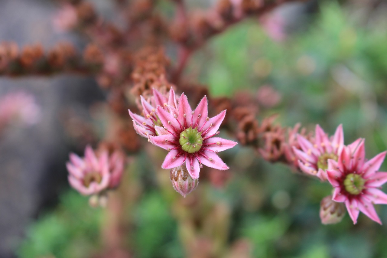 succulent plant flora free photo