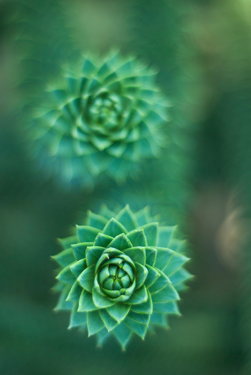 succulent green plant free photo