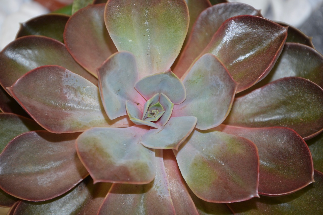 succulent cactus green free photo