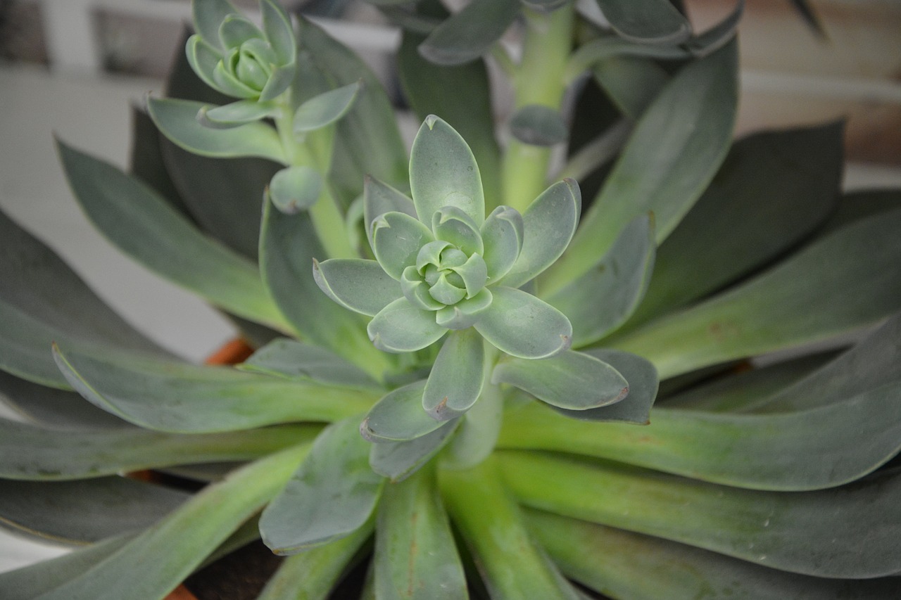 succulent green cactus free photo