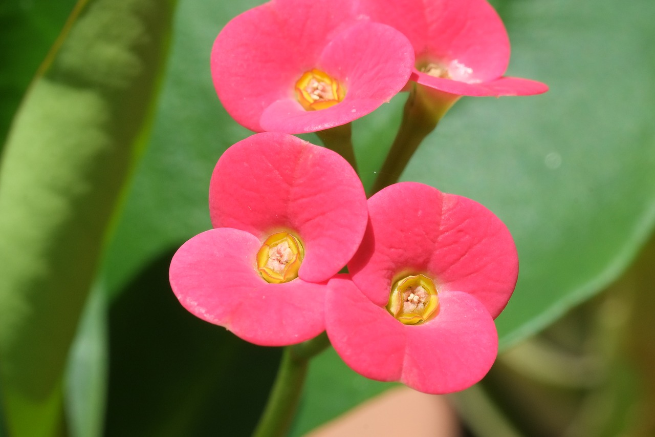 succulent flowers summer free photo