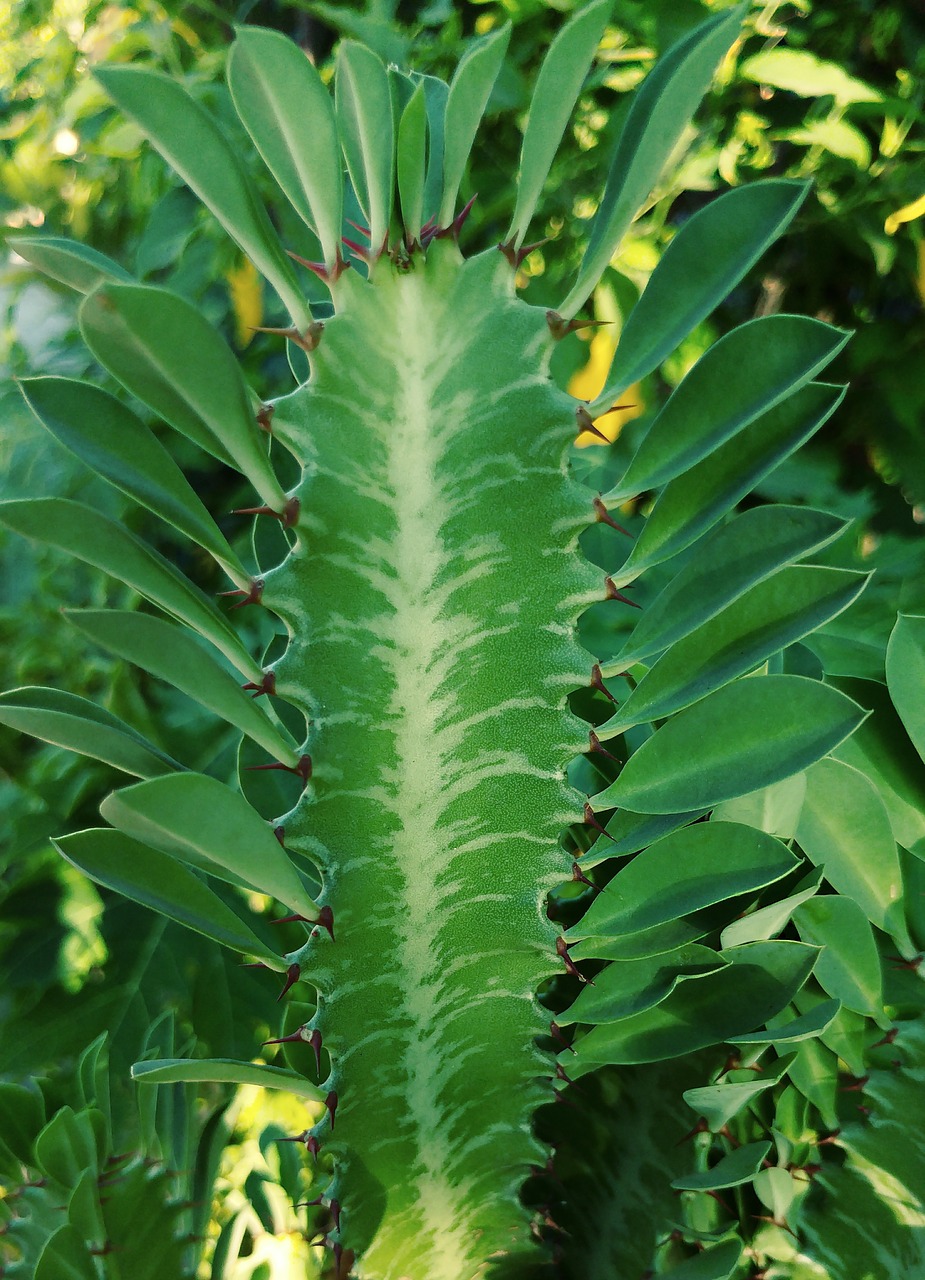 succulent cactus green free photo