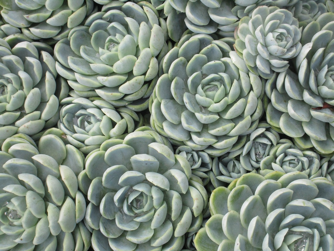 succulent plant decorative free photo