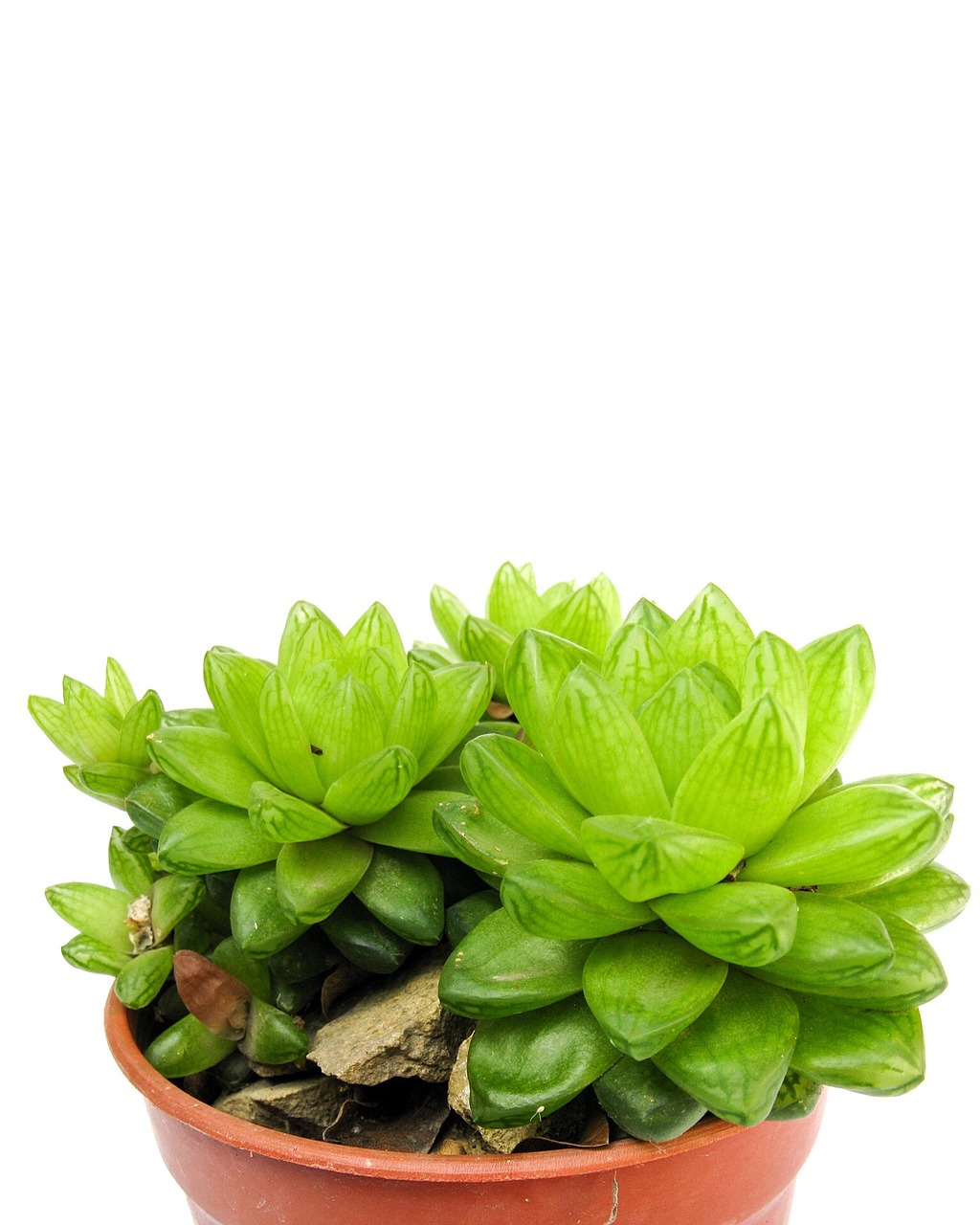 succulent green nature free photo