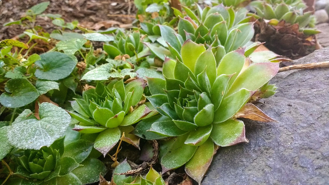 succulent succulents nature free photo