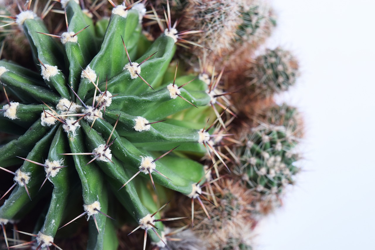 succulent cactus botanical free photo