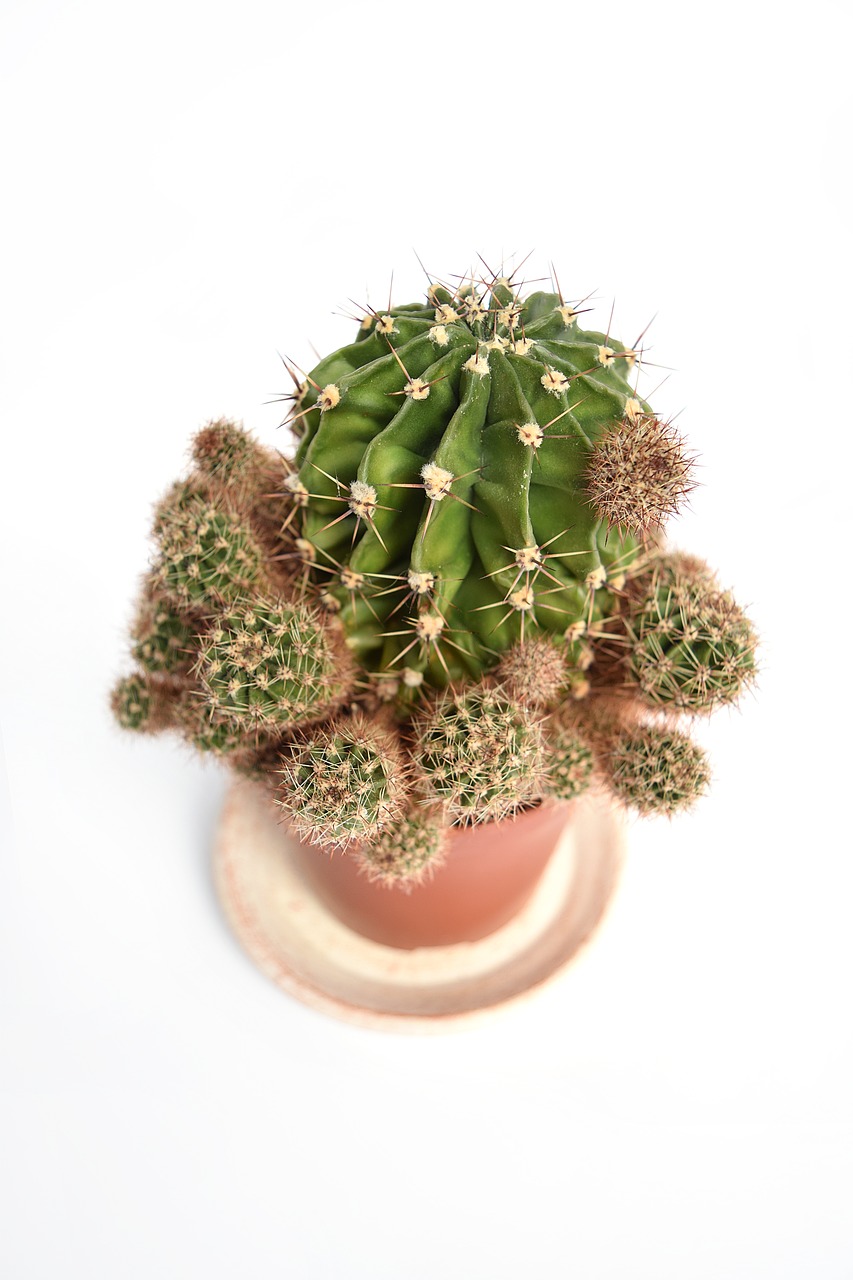 succulent cactus cacti free photo