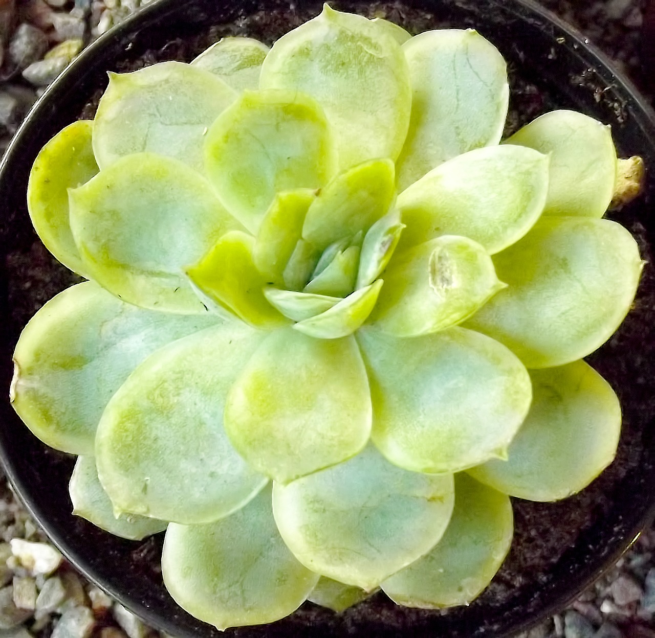 succulent small green free photo