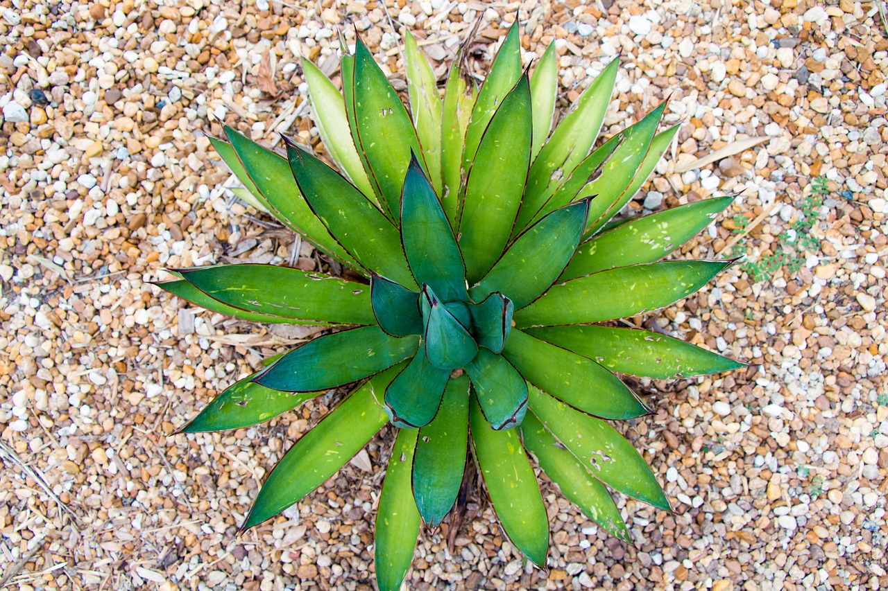 succulent cactus botanical free photo