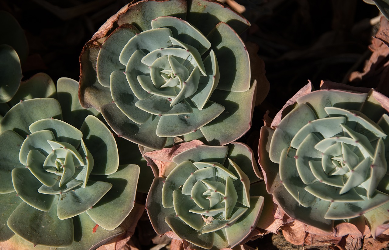 succulent green pink free photo