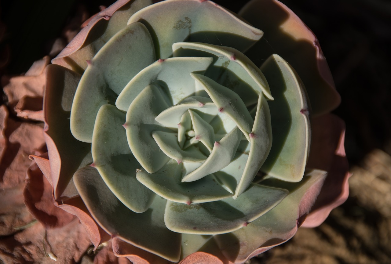 succulent green pink free photo
