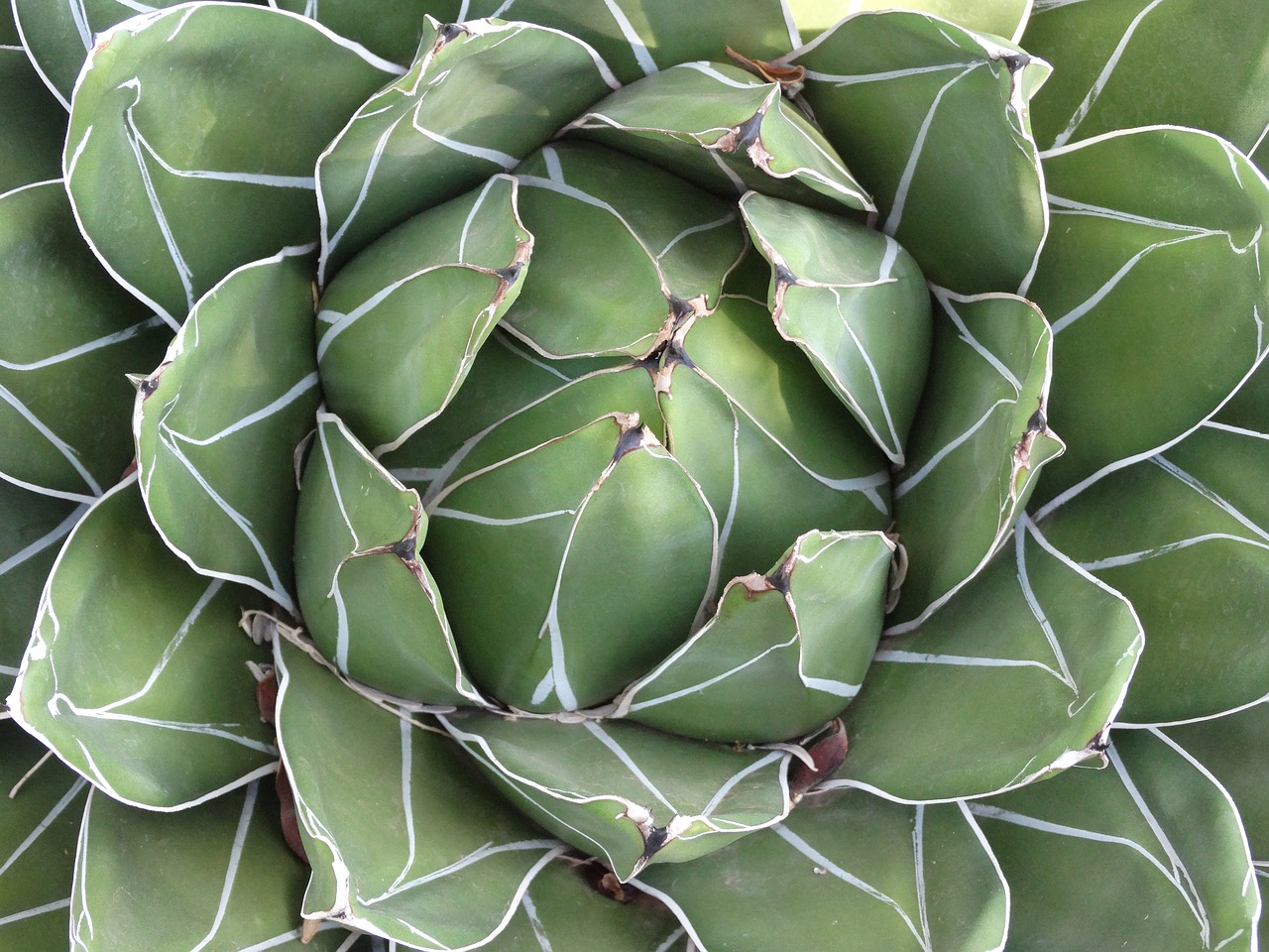 succulent desert plant free photo