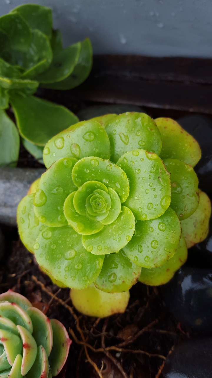 succulent plant dew free photo