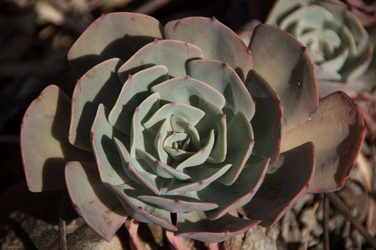 succulent  green  pink free photo
