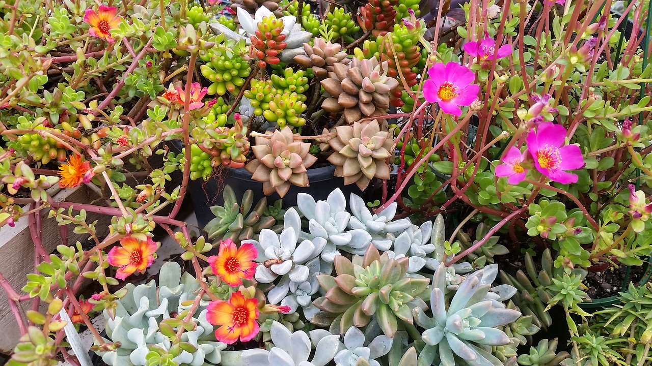succulent  plants  colourful free photo