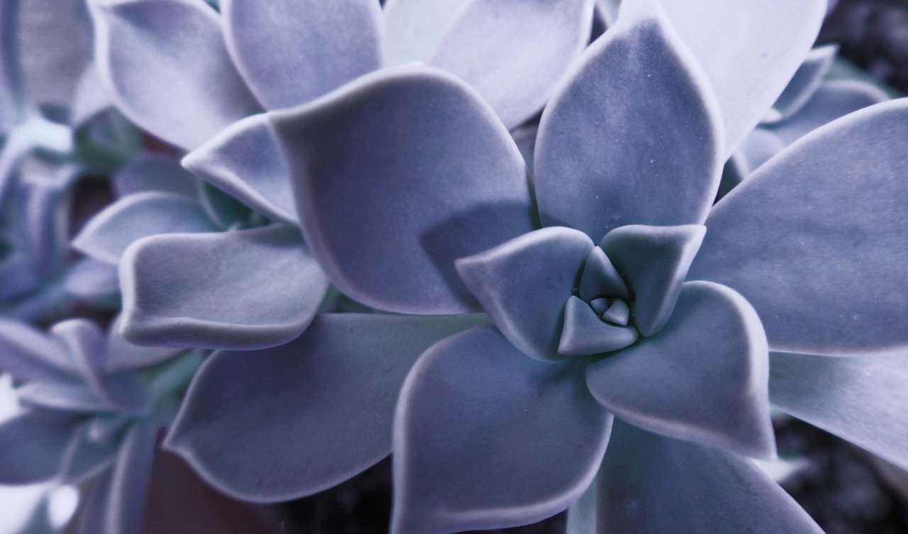 succulent  plant  houseleek free photo