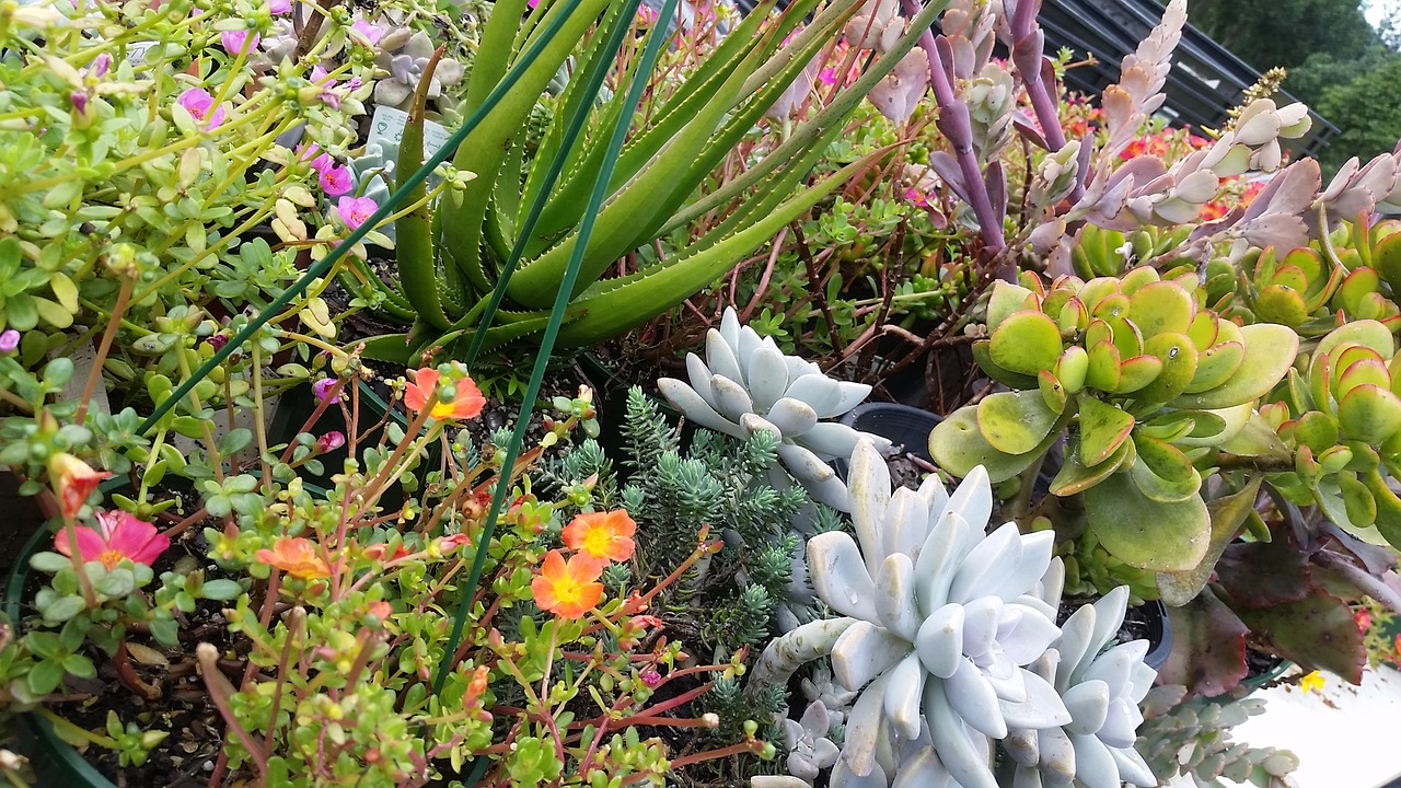 succulent  flowers  garden free photo