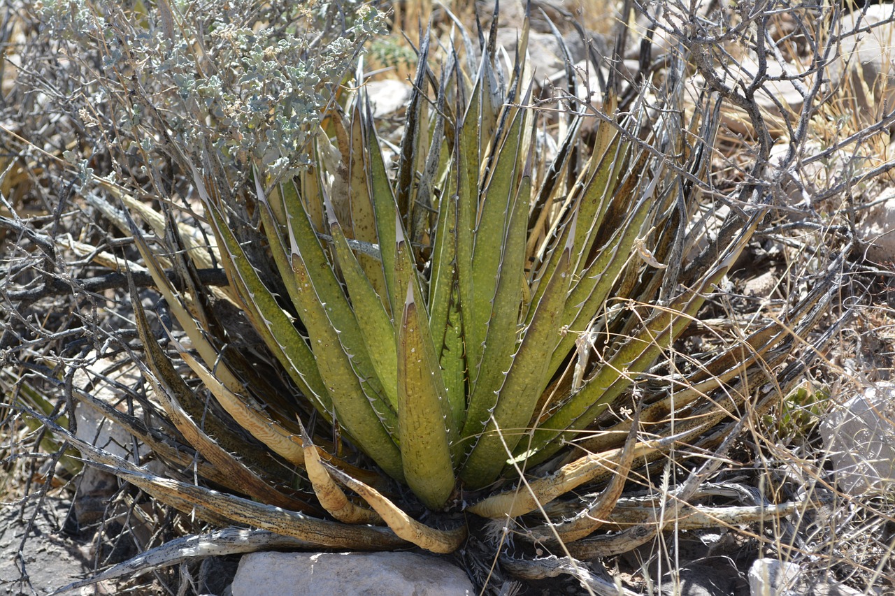 succulent agave cactus free photo