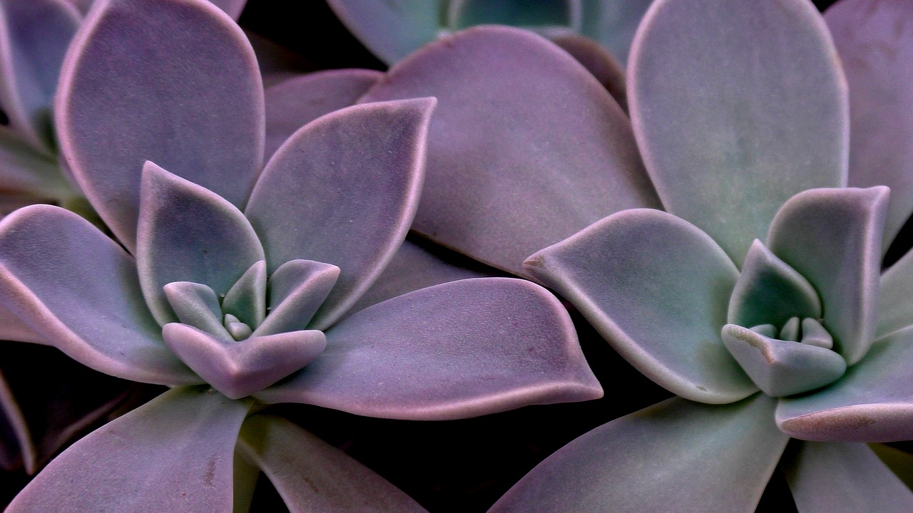 succulent  cactus  plant free photo