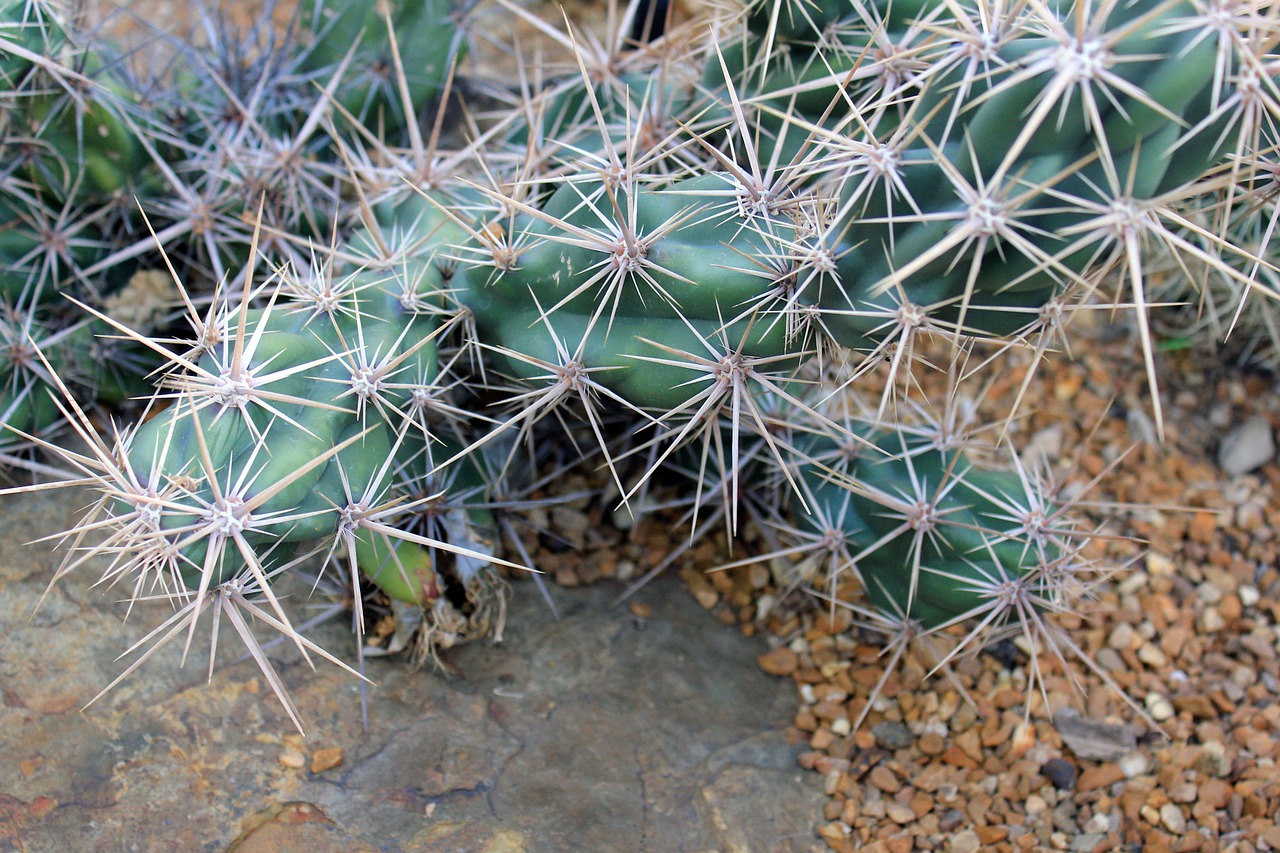 succulent cactus desert free photo