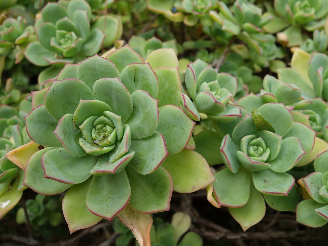 succulent  garden  plant free photo