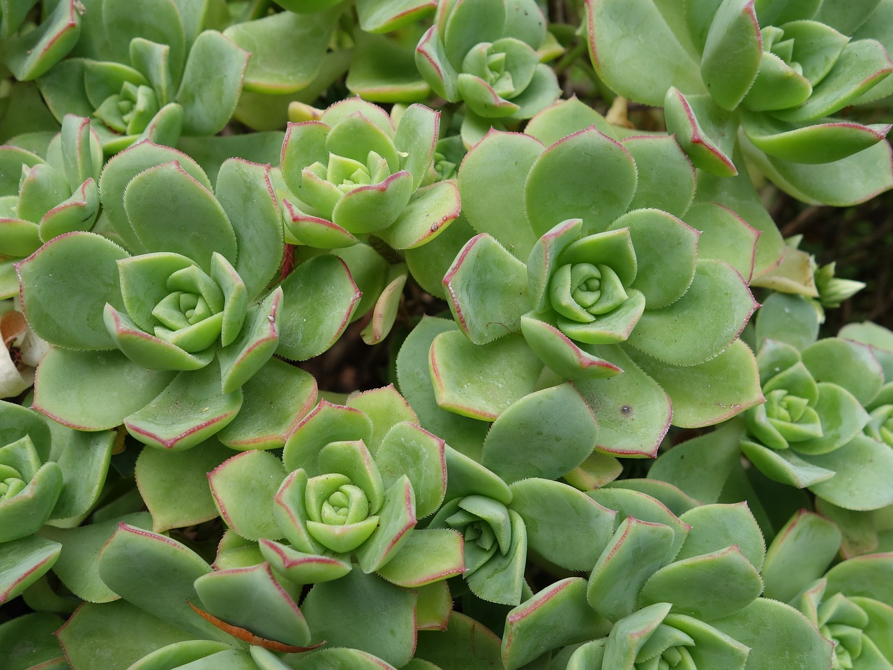 succulent  garden  plant free photo