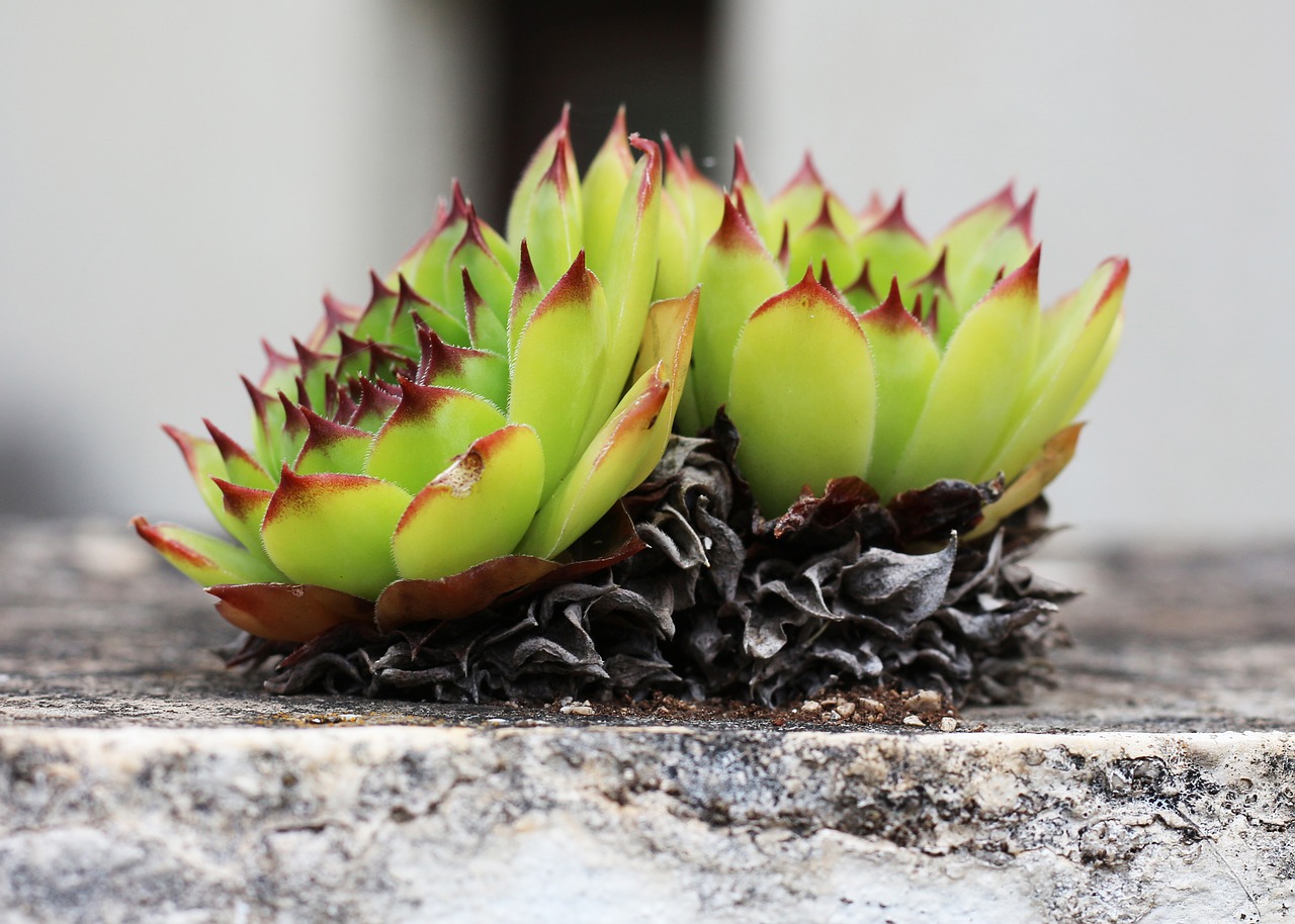 succulent  houseleek  sempervivum free photo