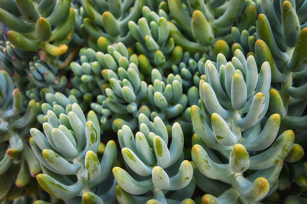 succulent  desert  plant free photo