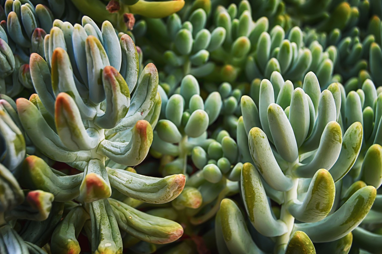 succulent  fleshy  plants free photo