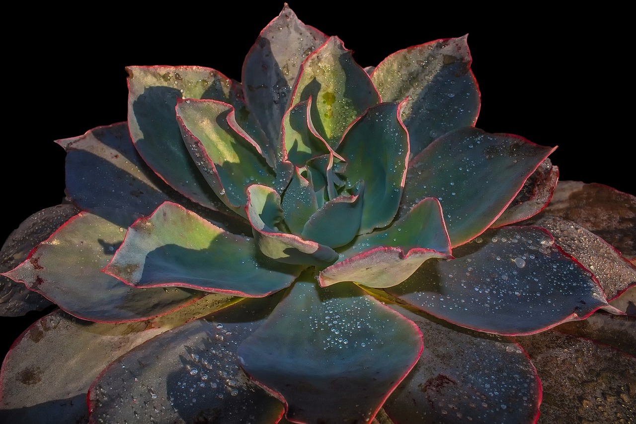 succulent  nature  plant free photo