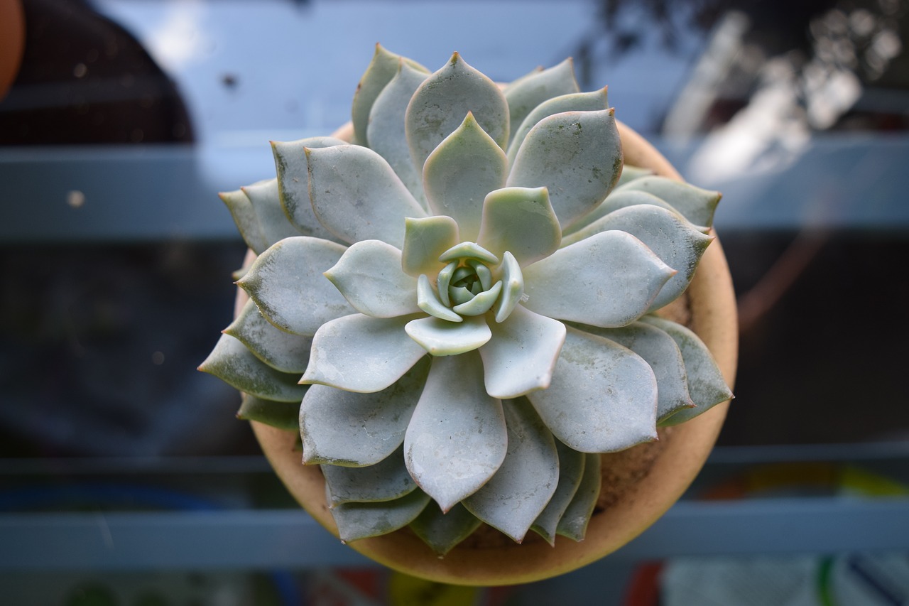succulent  plant  potted free photo