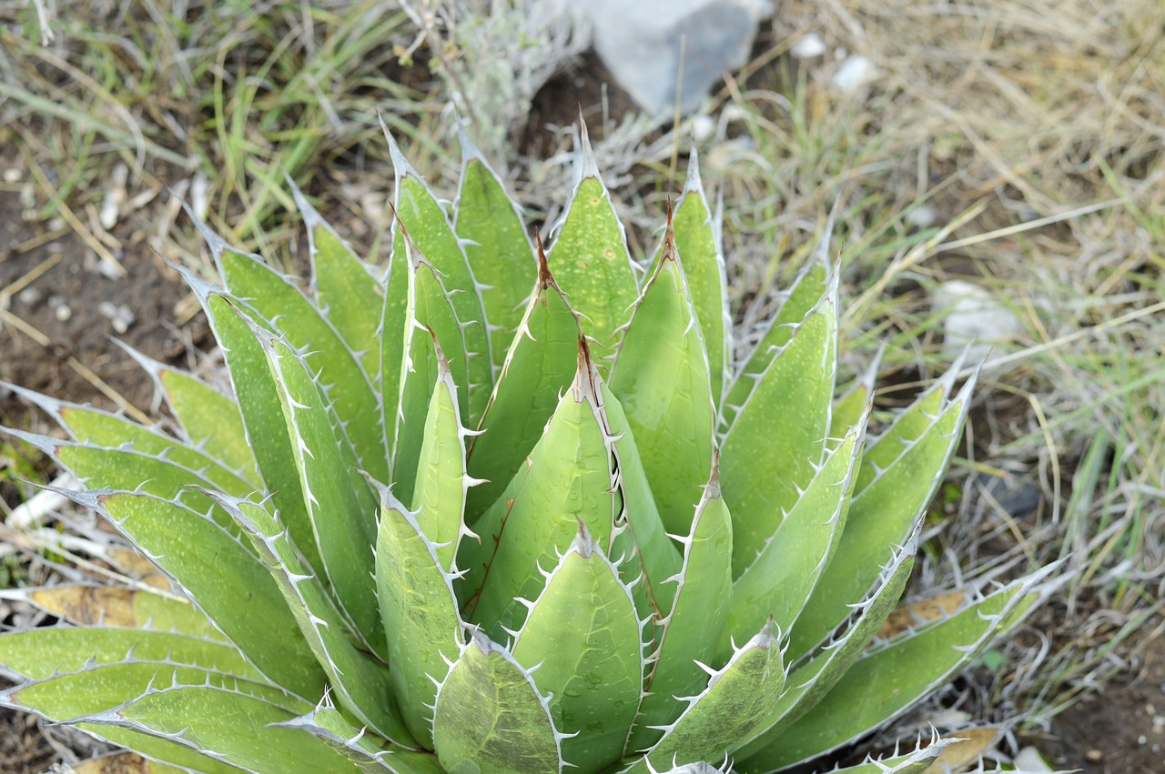 succulent  green  plant free photo