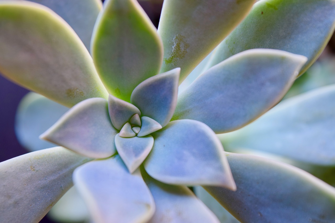 succulent  flower  nature free photo