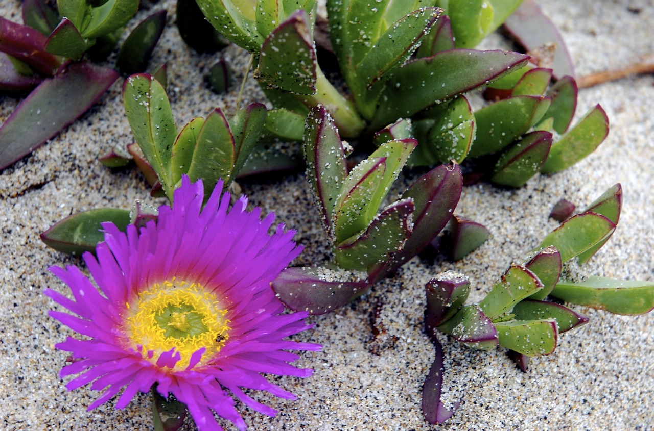 succulent plant beach free photo