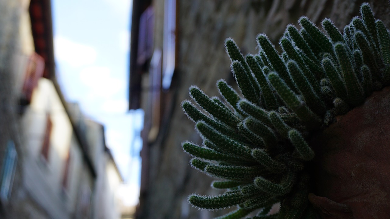 succulent  italy  cactus free photo