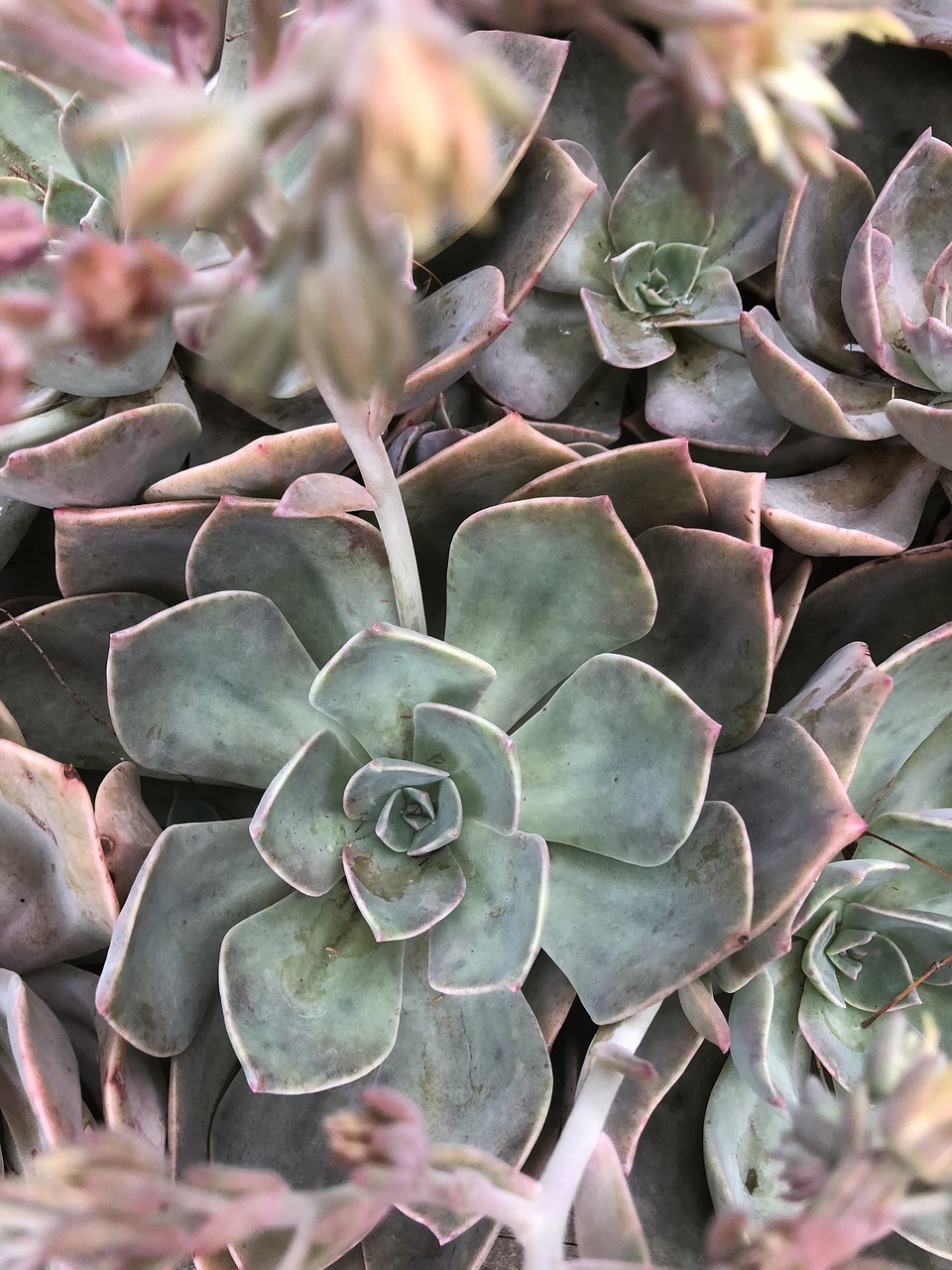 succulent  plant  green free photo