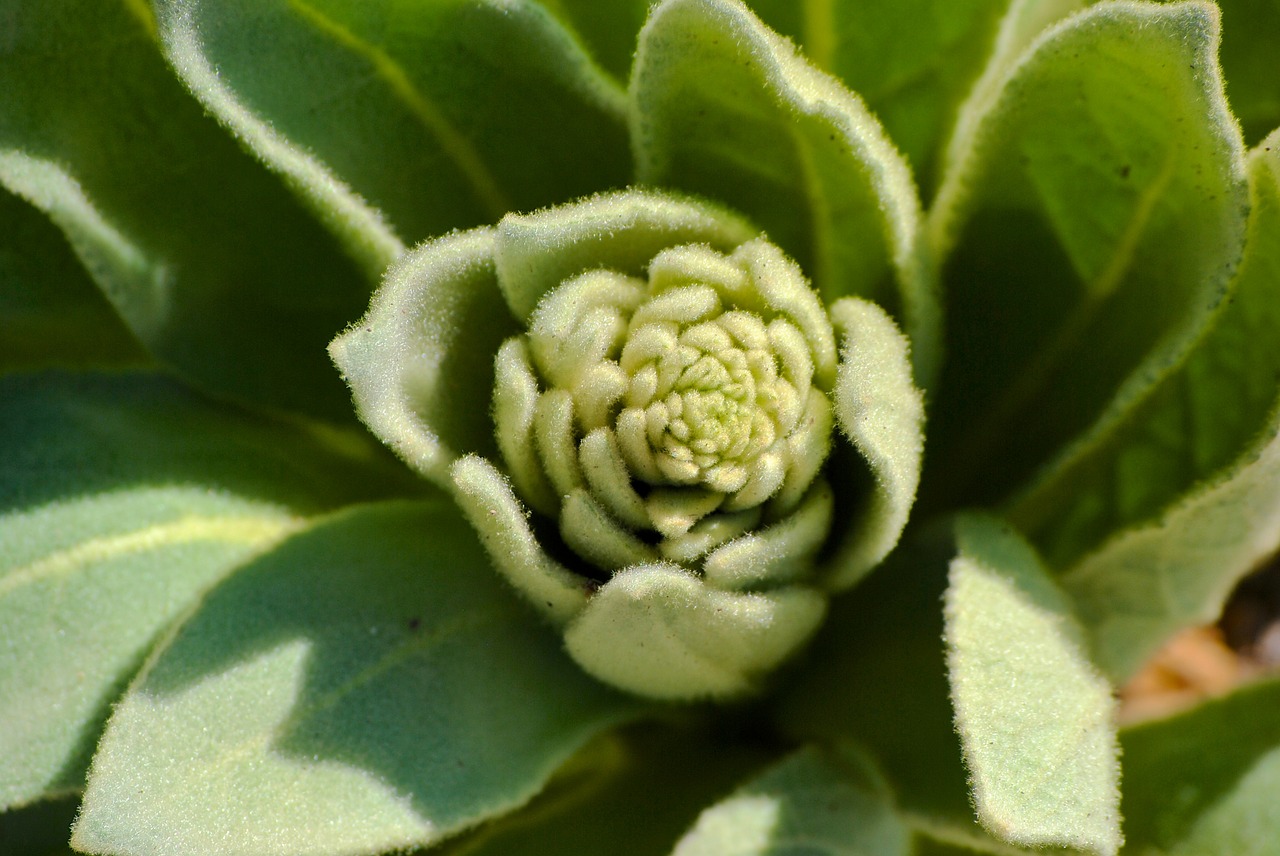 succulent fibonacci plant free photo