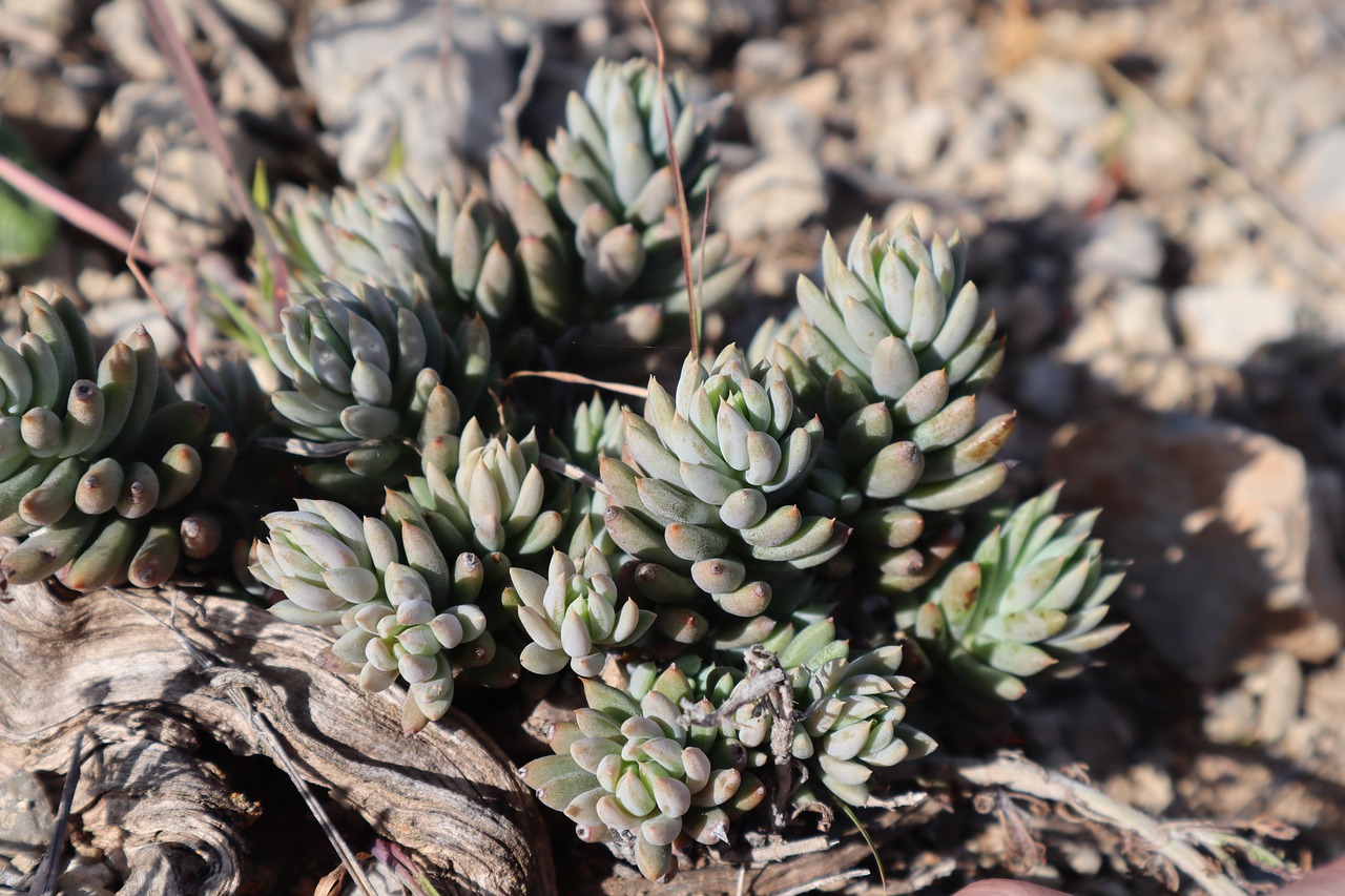 succulent  gross  nature free photo