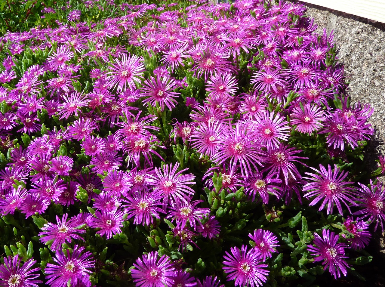 succulent ice plant purple free photo