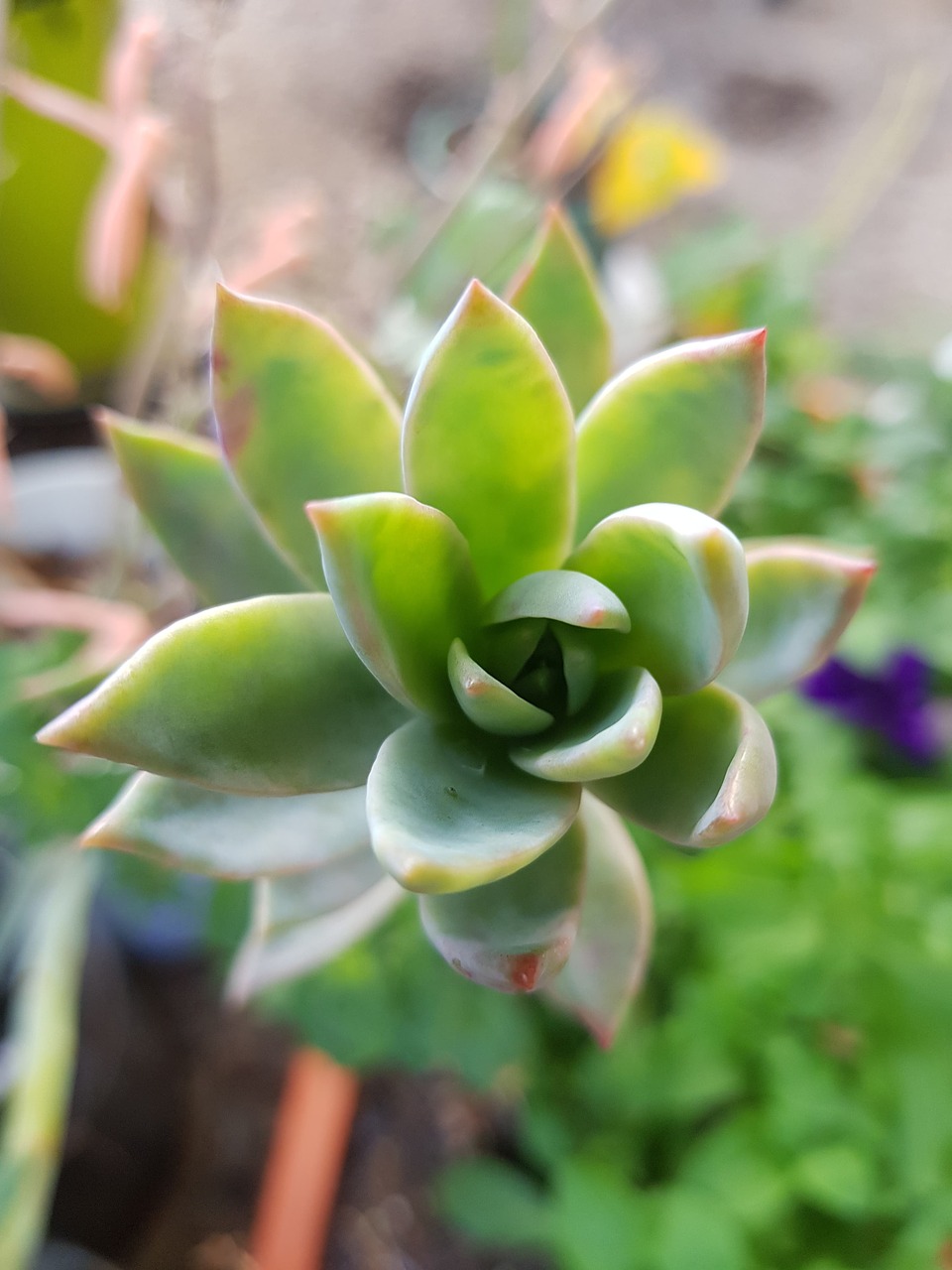 succulent  green  plant free photo