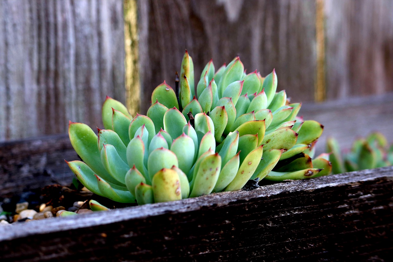 succulent  summer  flower free photo